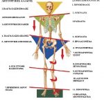 CHAIN REACTION SKELETON